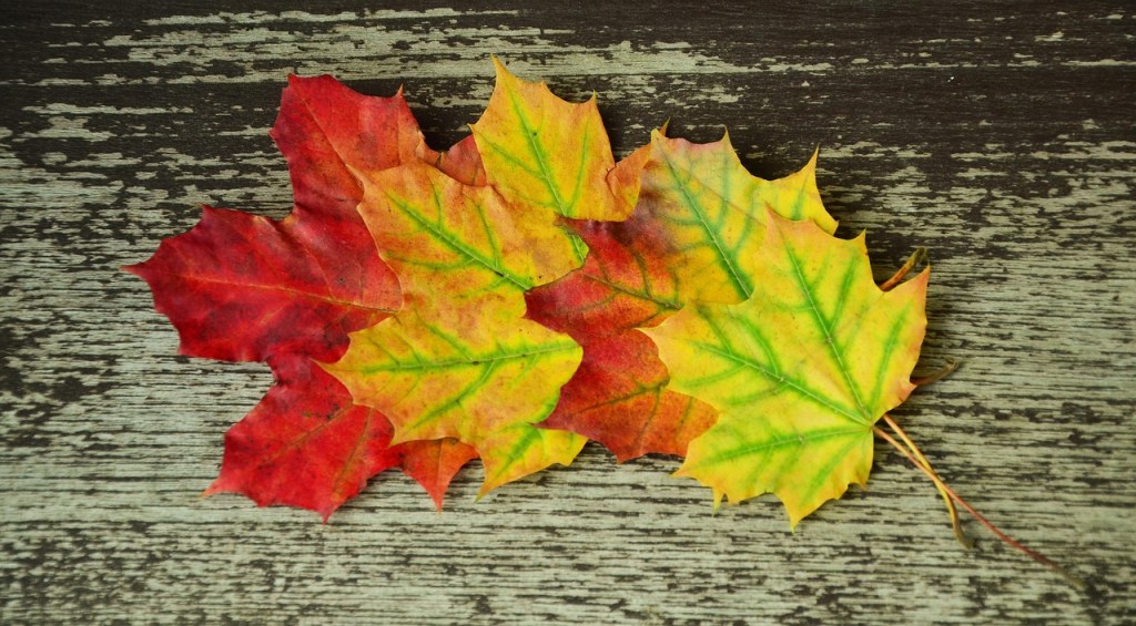 Four maples leaves, size getting larger as you go to the left, with the color shifting from yellow to red, laying on a wooden background.